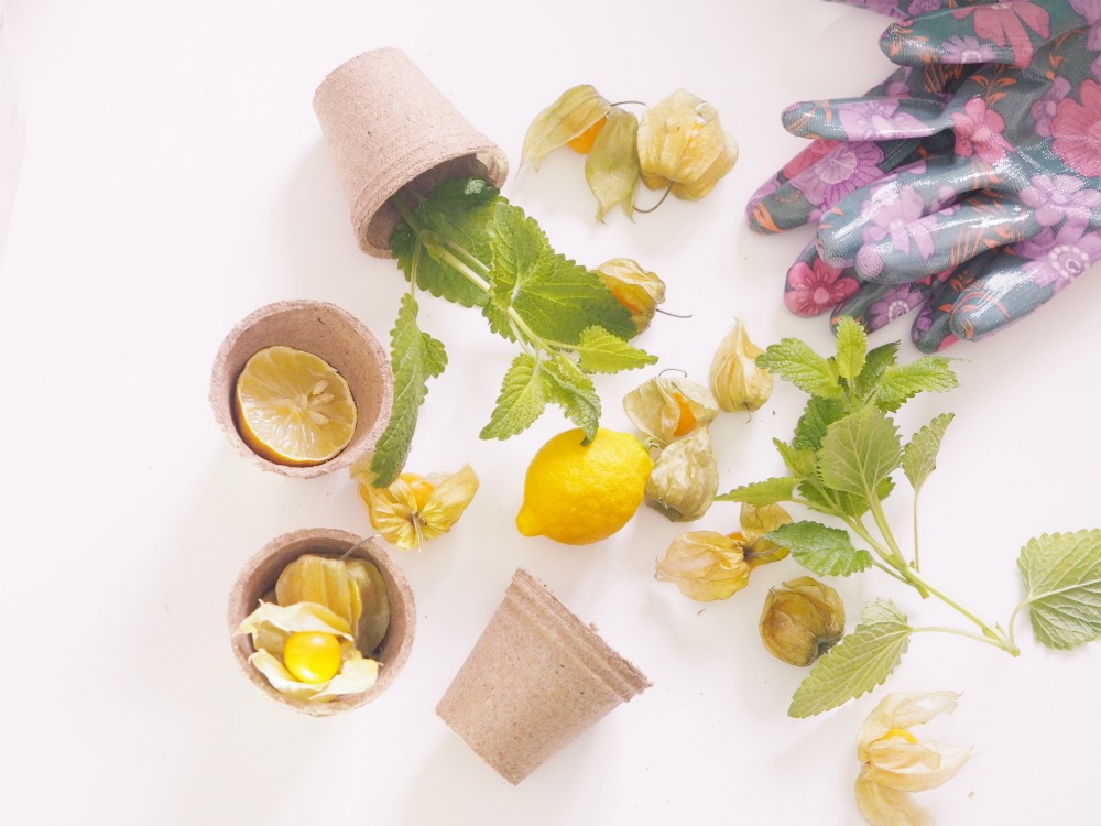 Gemüse auf dem Balkon Planung