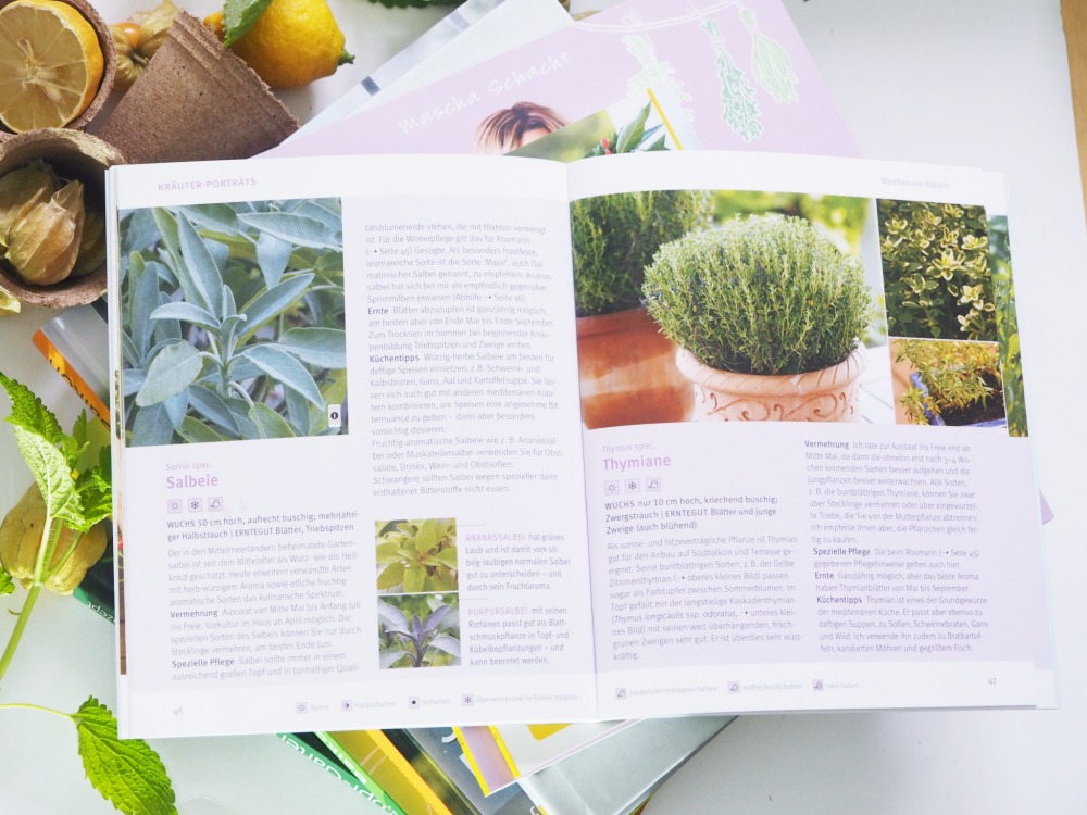 GU Küchenkräuter im Topf