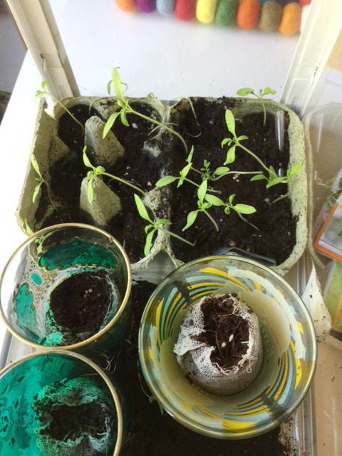 Pflanzen Kinderstube