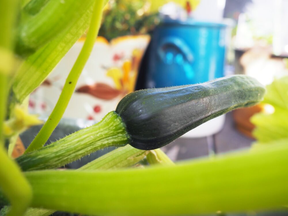 Gemüse auf dem Balkon