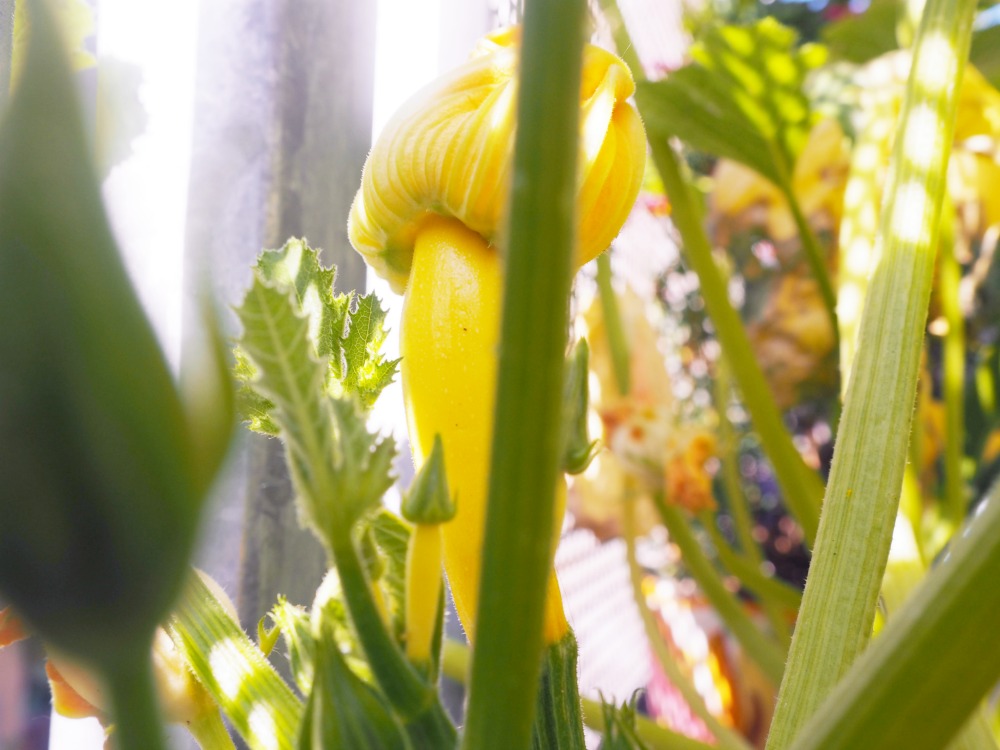 Gemüse auf dem Balkon