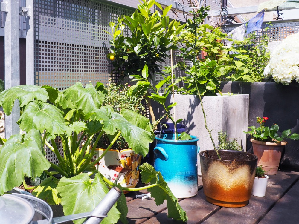Gemüse auf dem Balkon