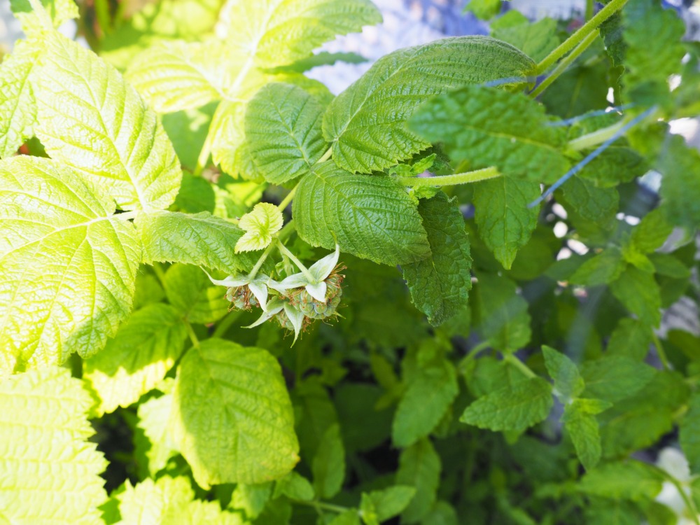 Gemüse und Obst auf dem Balkon