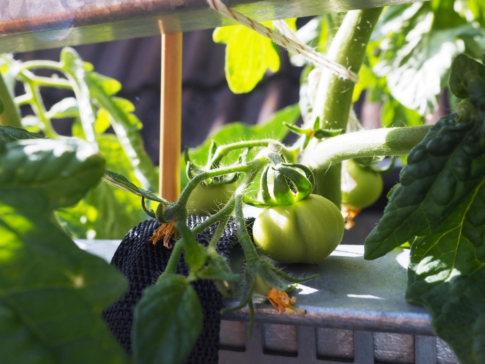 Gemüse und Obst auf dem Balkon