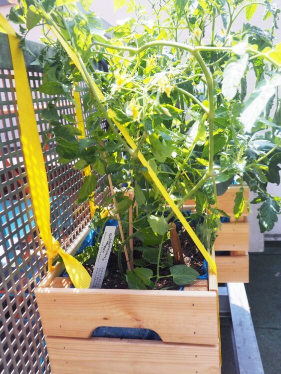 Gemüse und Obst auf dem Balkon