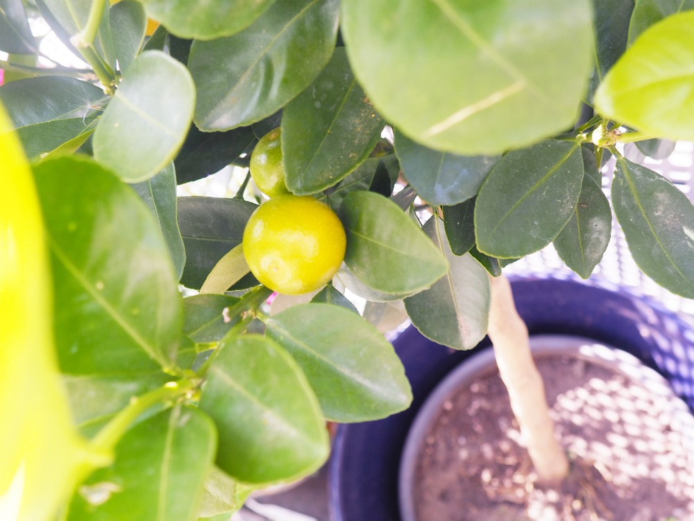 Gemüse und Obst auf dem Balkon