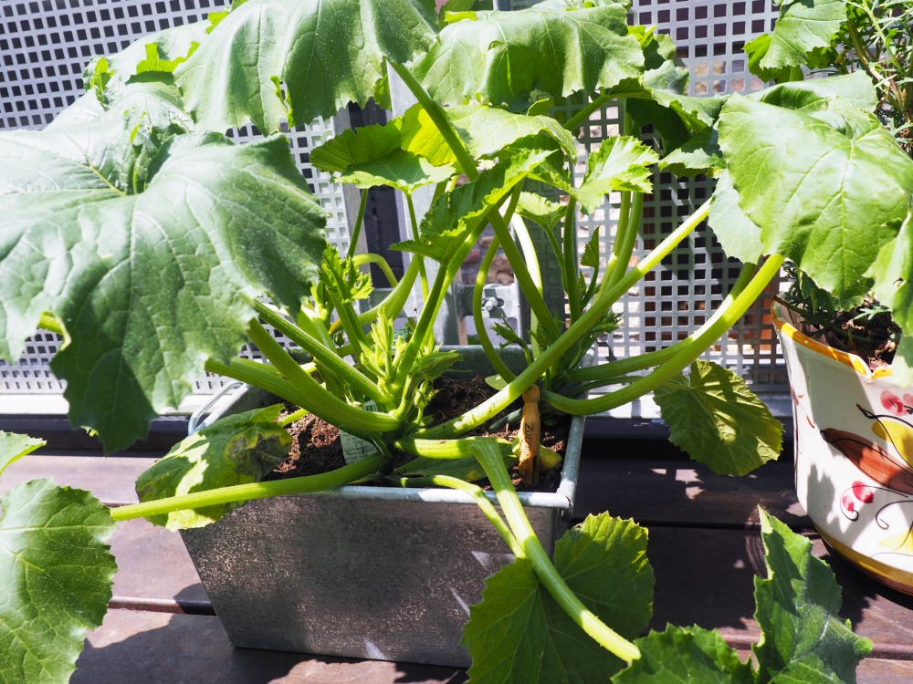 Gemüse und Obst auf dem Balkon