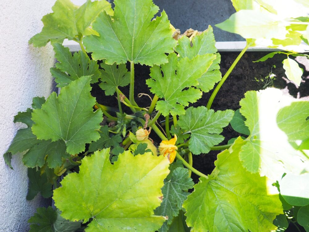 Gemüse und Obst auf dem Balkon