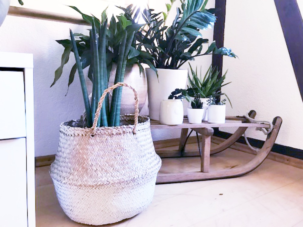 Urban Jungle – Grün in der Wohnung und ein bisschen Ordnung