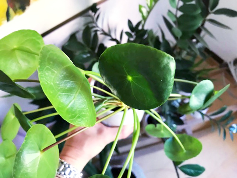 Dinge die man vergisst: Pflanzen