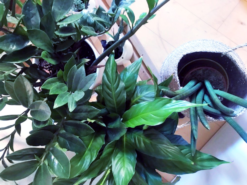 Schlitten mit Pflanzen