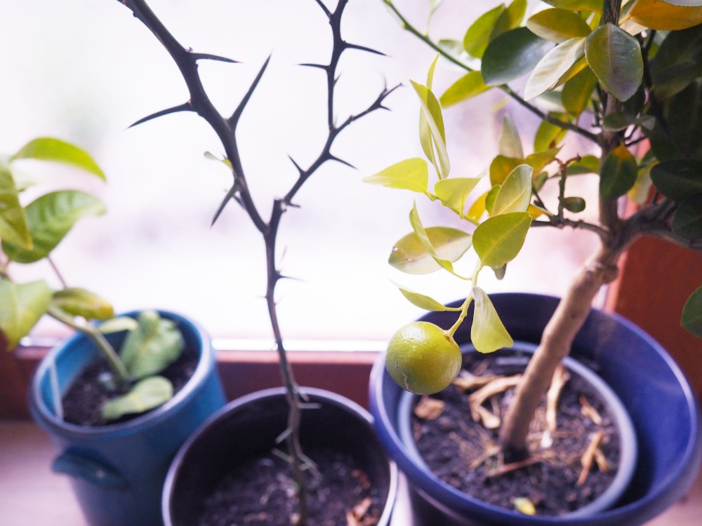 Den Balkon winterfest machen – Was ist zu tun?