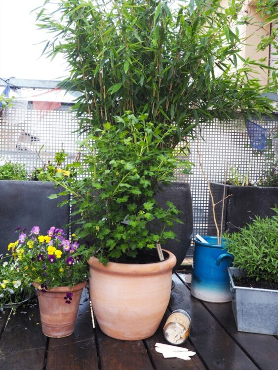 Pflanzkübel Shop Terracotta