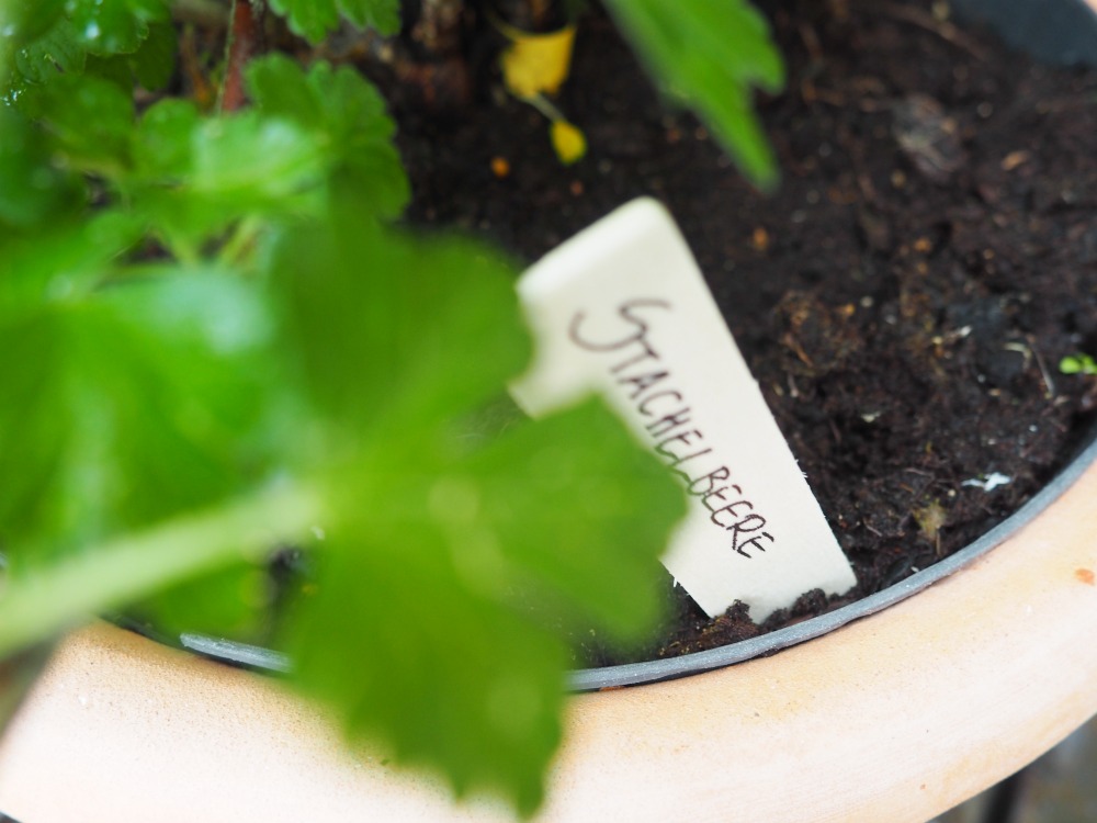 Pflanzkübel Shop Terracotta