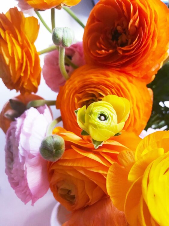 Wie halten Schnittblumen länger