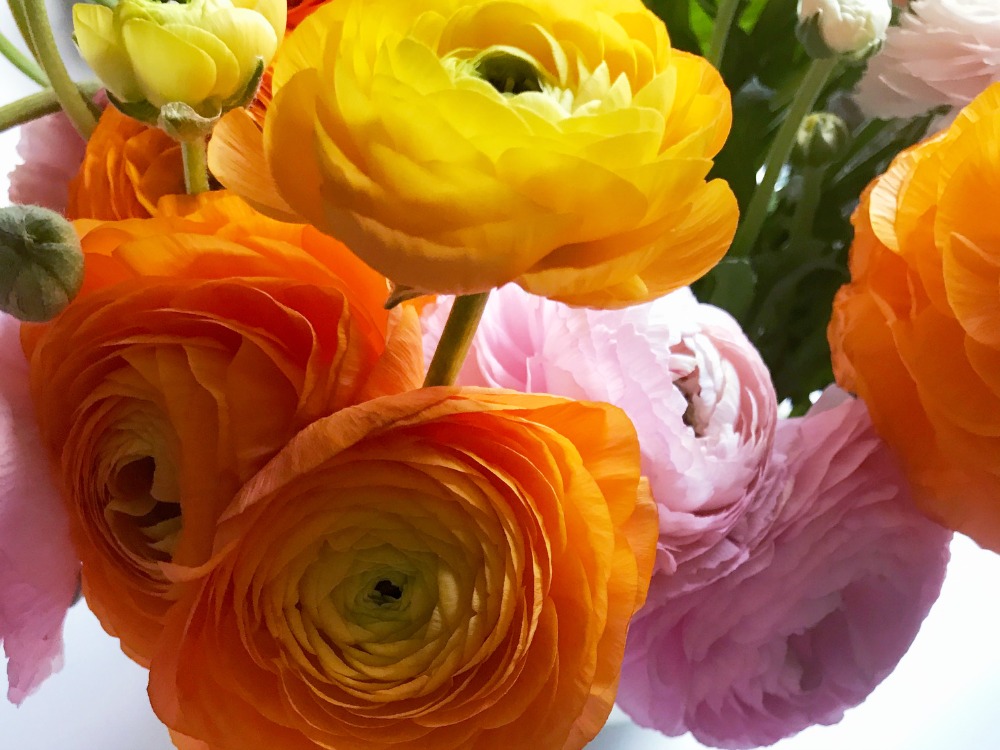 Wie halten Schnittblumen länger