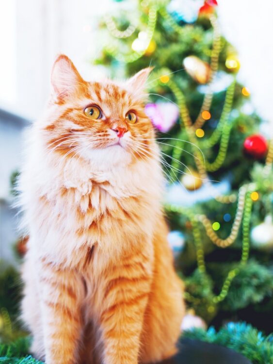 Den perfekten Weihnachtsbaum schmücken 