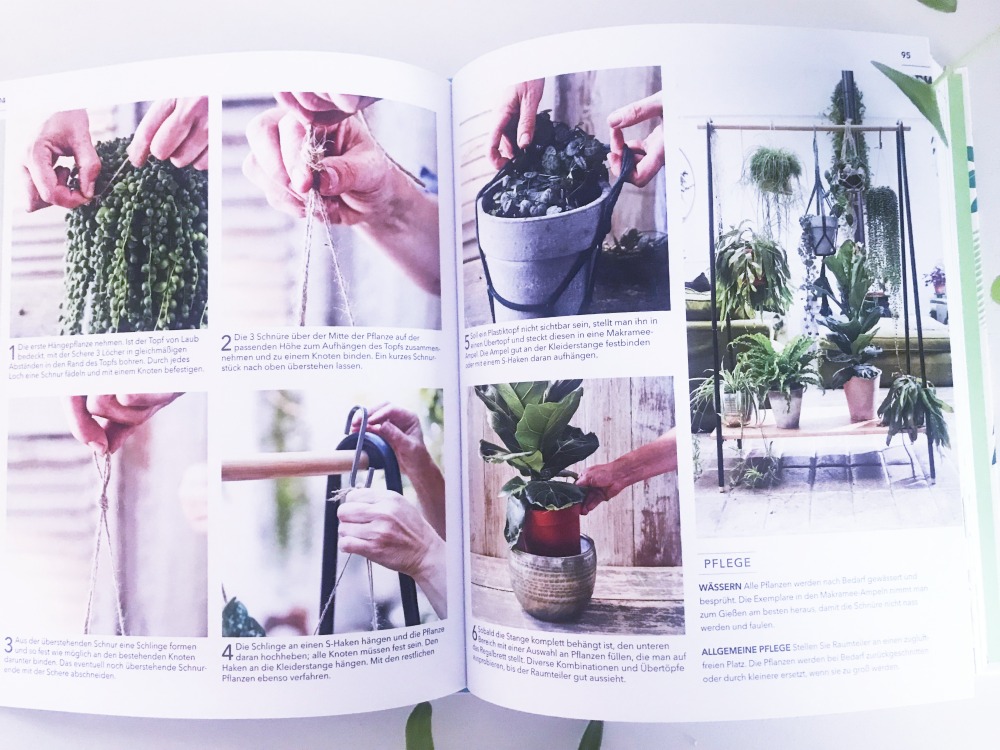 Alles Ueber Zimmerpflanzen Buch