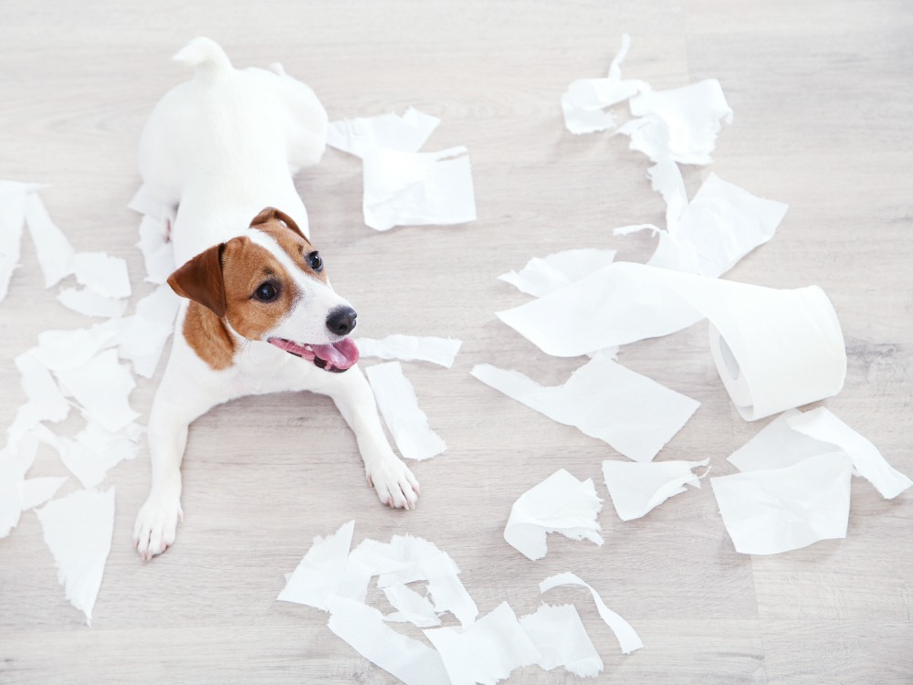 Toilettenpapier Alternative