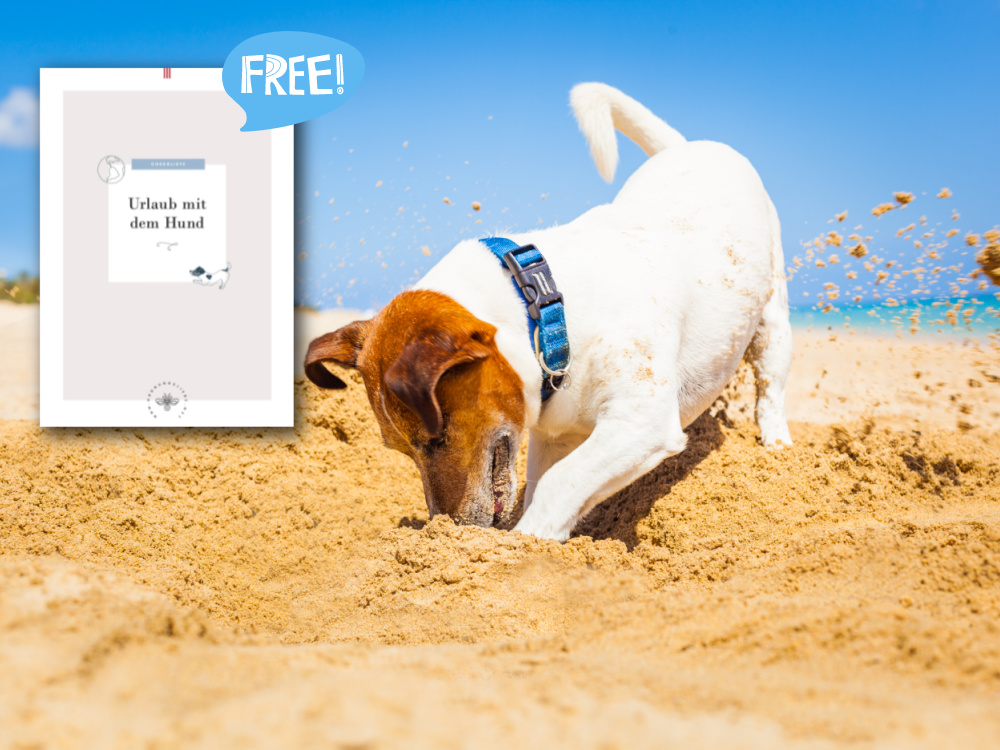 Reisen mit Hund – was muss mit? Und wie wird es für ihn so toll wie für mich? Mit Checkliste zum Download