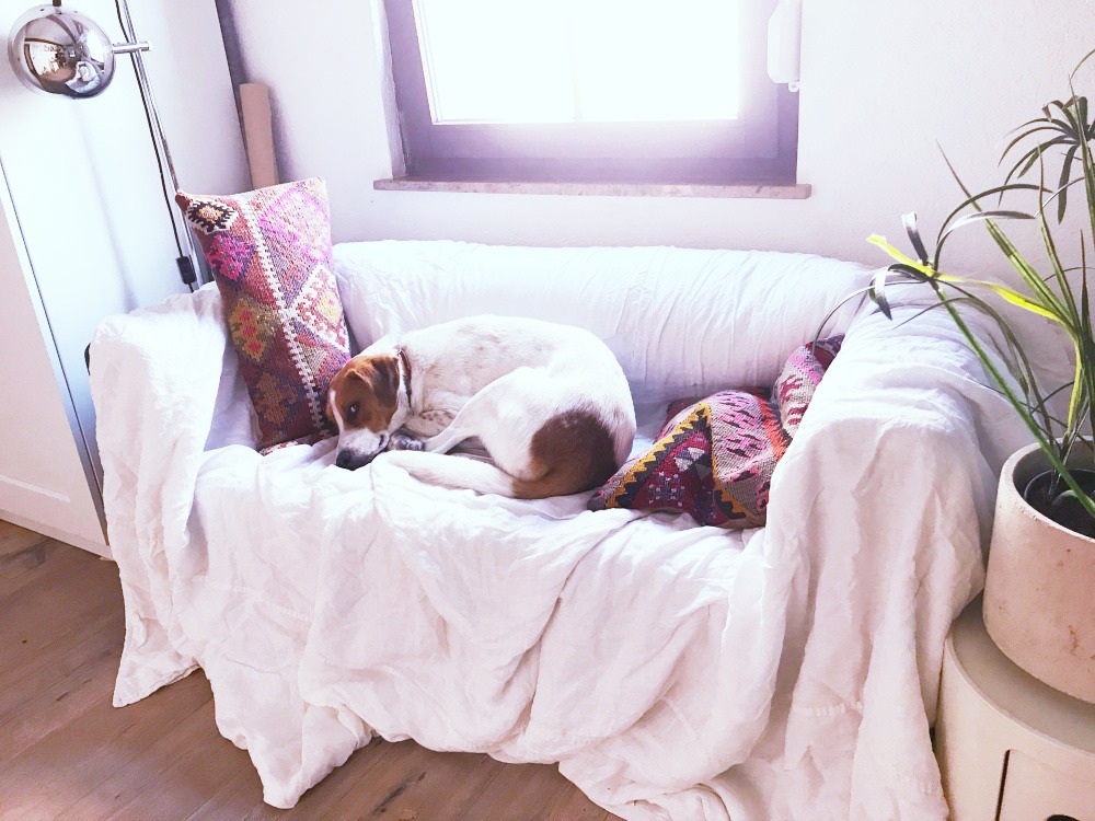 Der Hund hat das Sofa gefressen – wie ich mit MYCS mein Büro neu plane