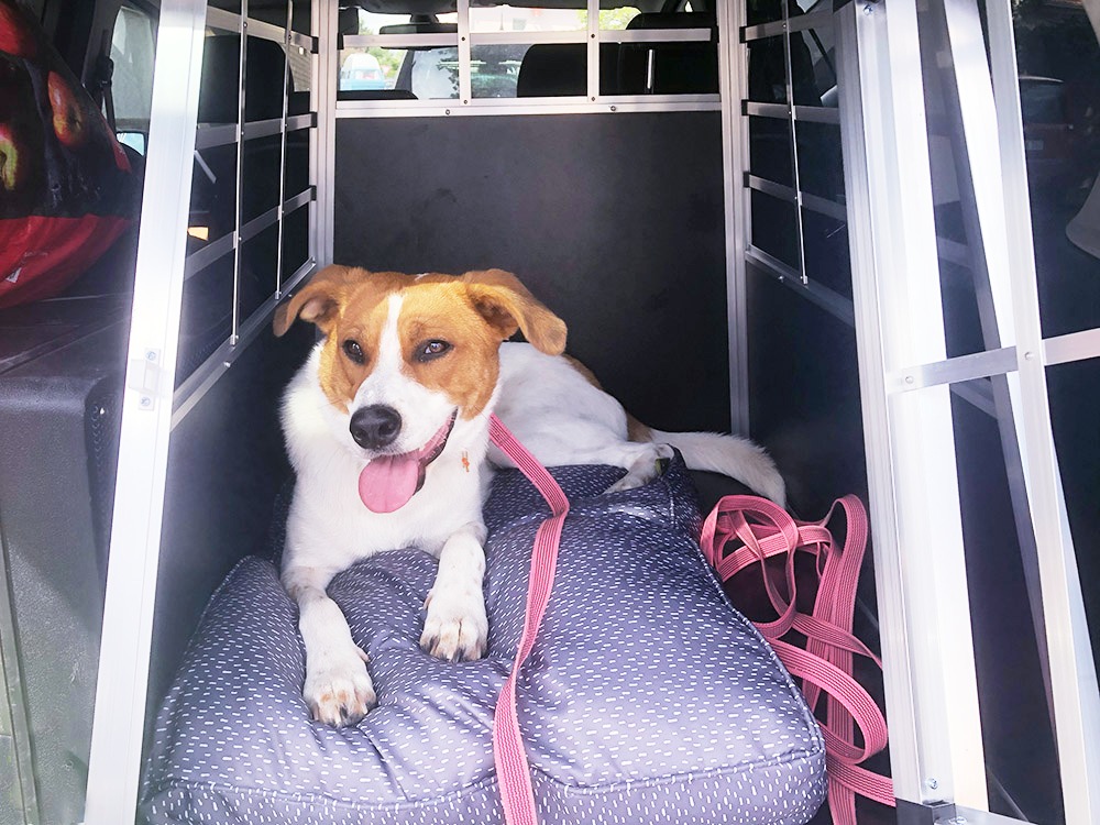 Freida in Hundebox