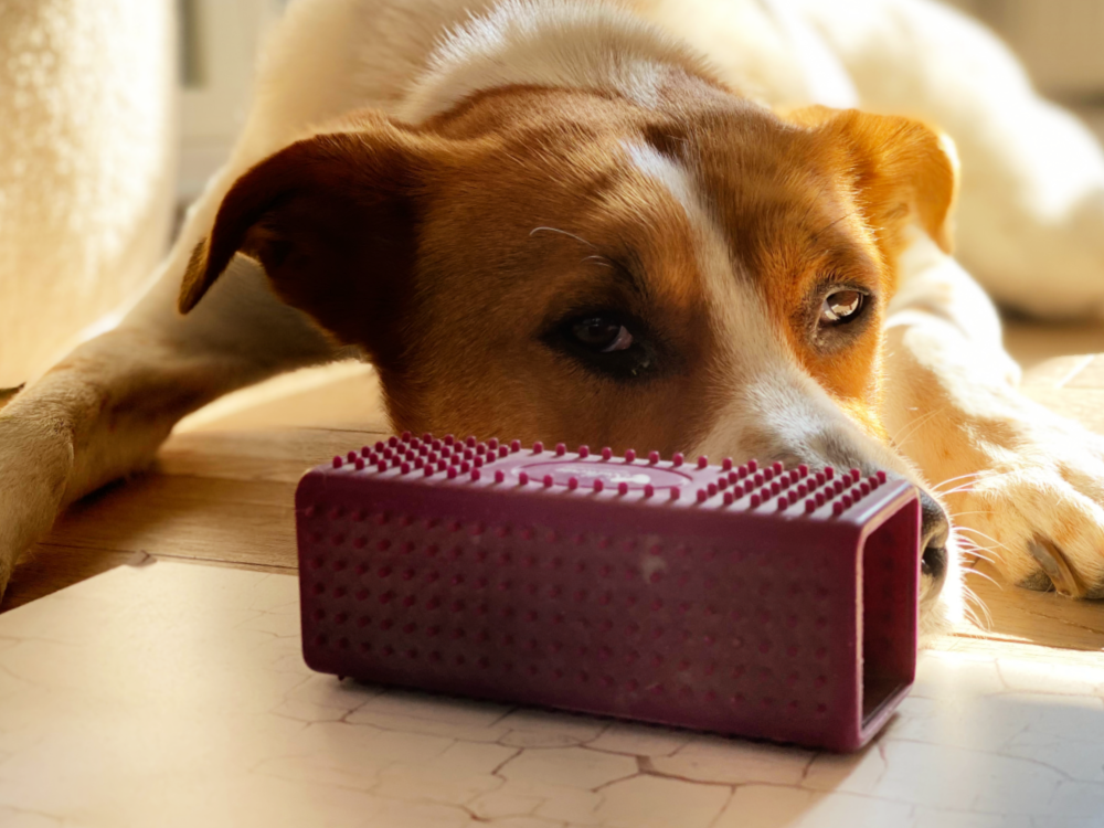 Hundehaare entfernen