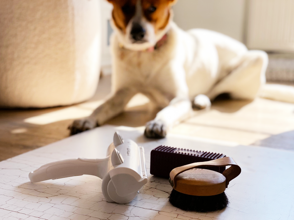 Hundehaare entfernen