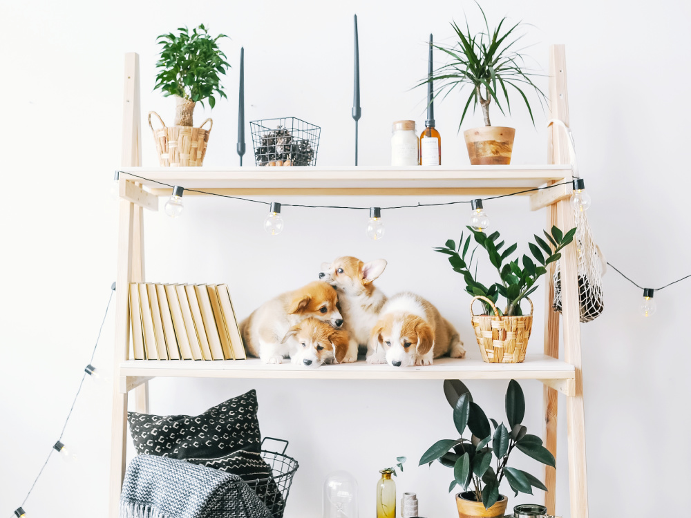 Tierfreundliche Hauspflanzen