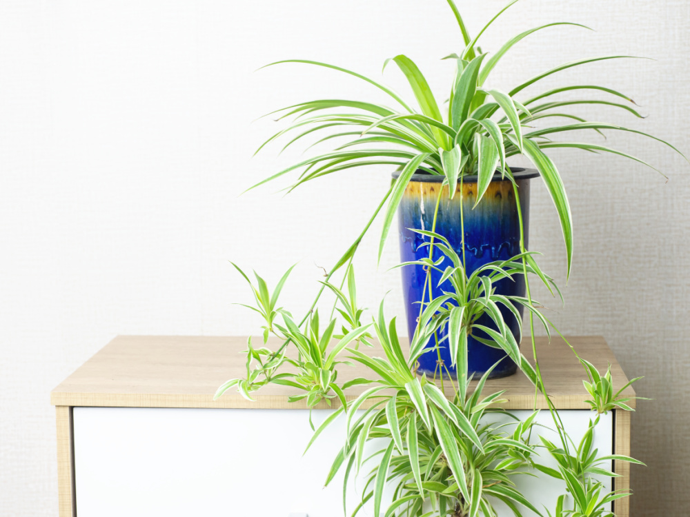 Pflanzen filtern Schadstoffe