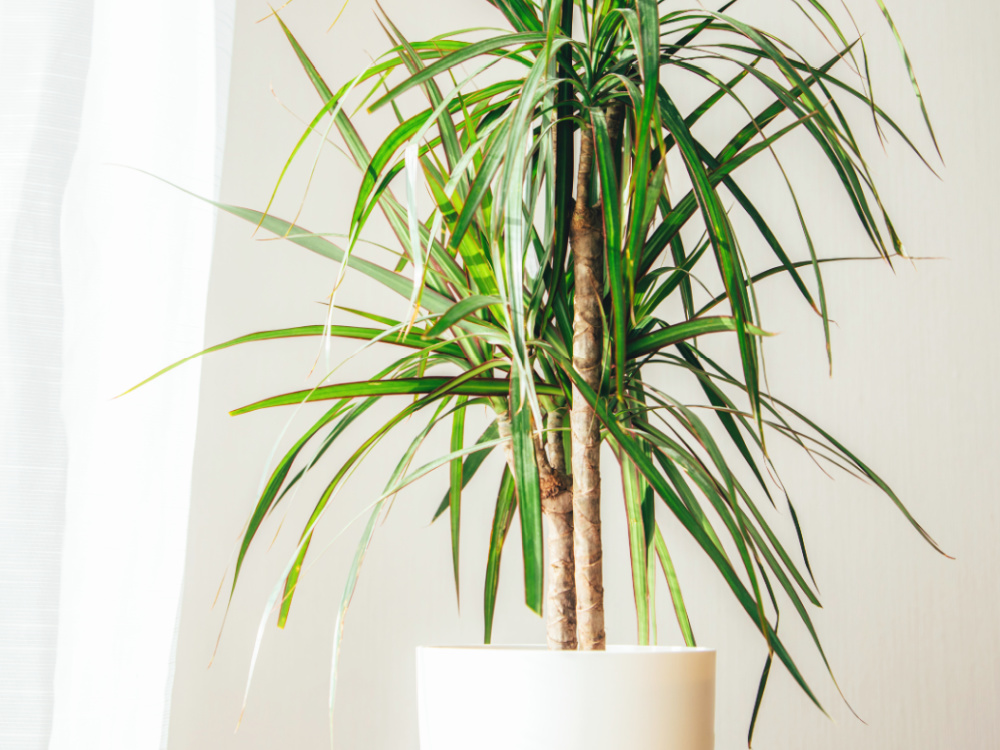 Pflanzen filtern Schadstoffe