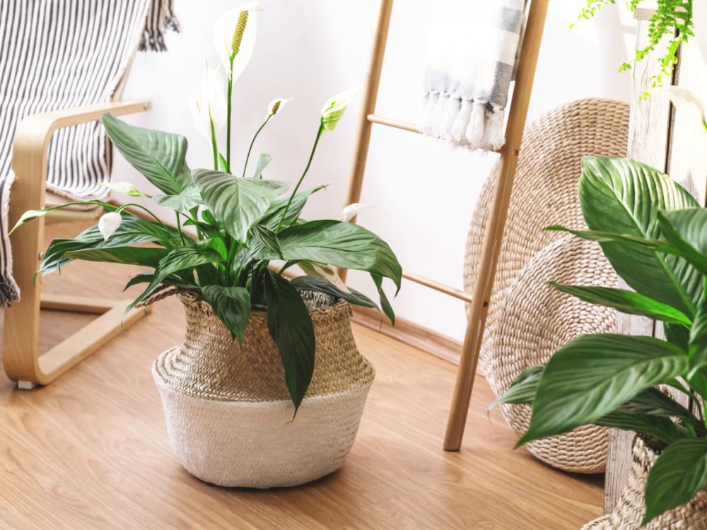 Formaldehyd und andere Schadstoffe aus der Raumluft filtern – diese Zimmerpflanzen sind Helden für das Raumklima