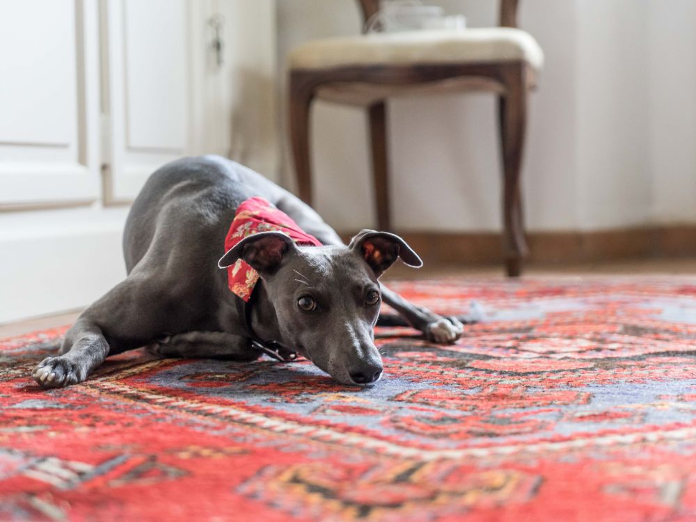 Vintage Dekoration mit altem Teppich