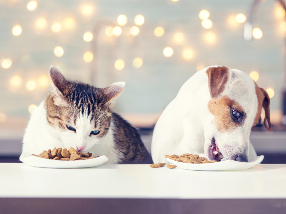 Gefahren für Tiere an Weihnachten