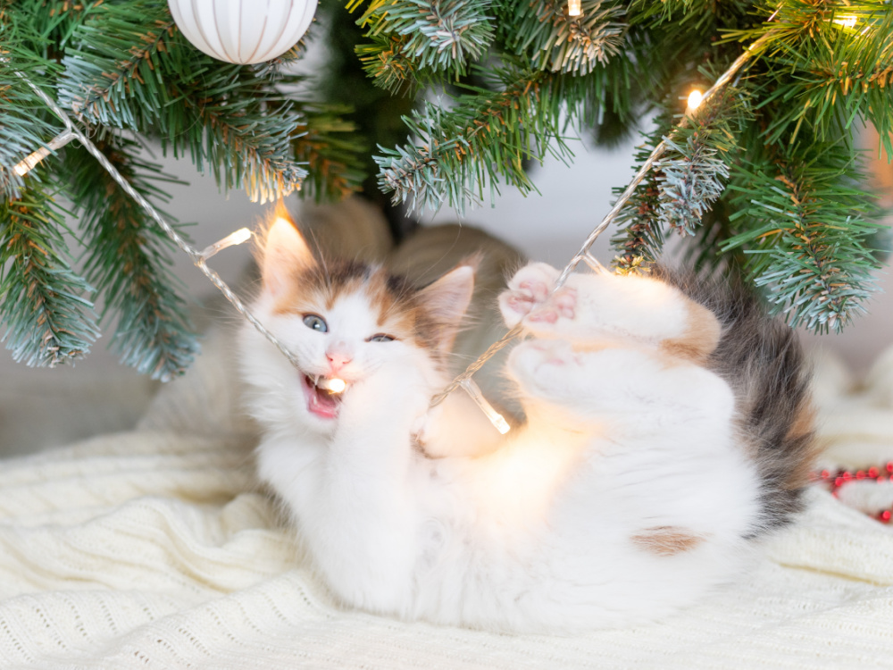 Gefahren für Tiere an Weihnachten