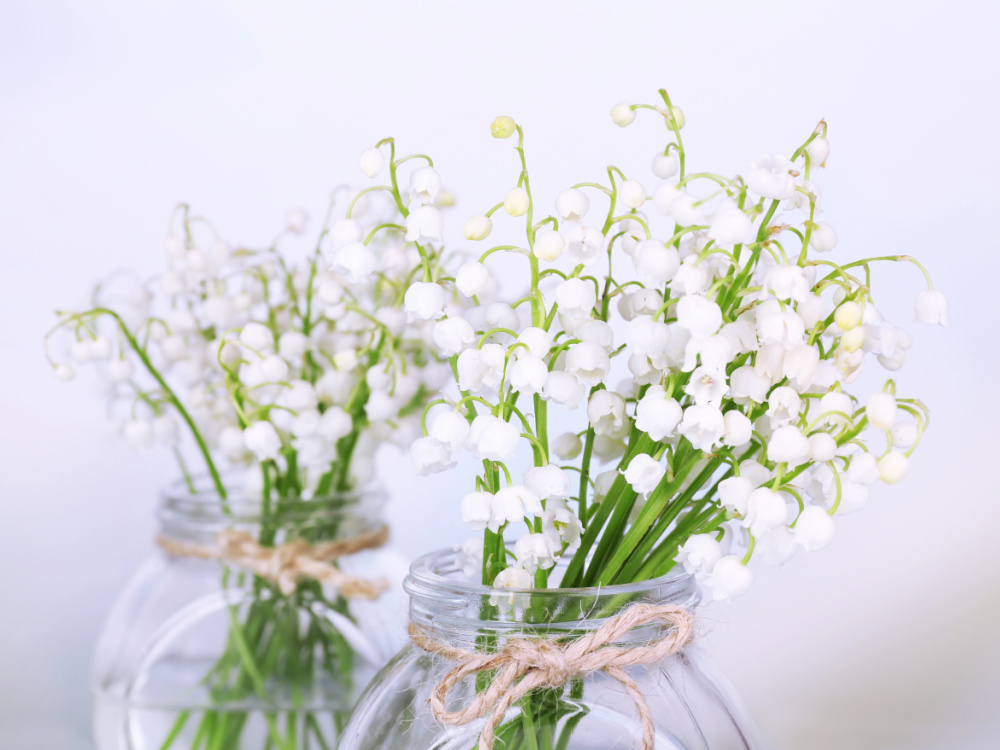 giftige Frühlingsblumen