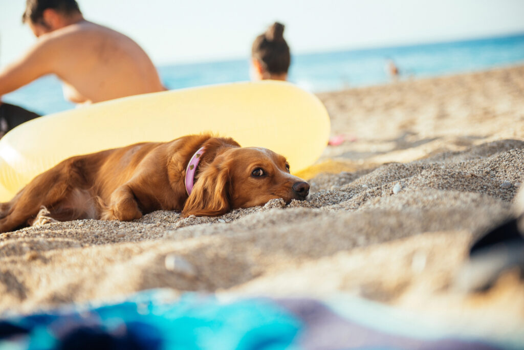 Urlaubsvorbereitung für das Reisen mit Hund