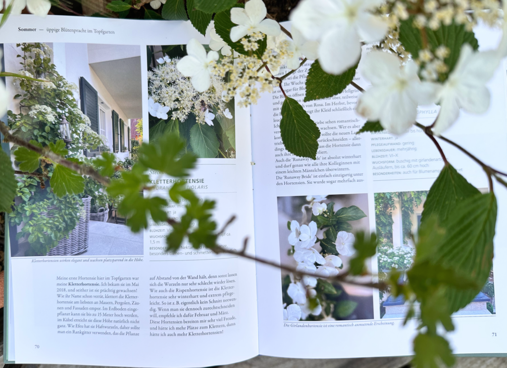 Mein wunderbarer Topfgarten Hortensie