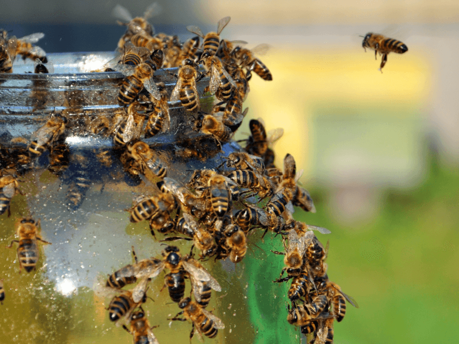 leere Honiggläser gefährlich